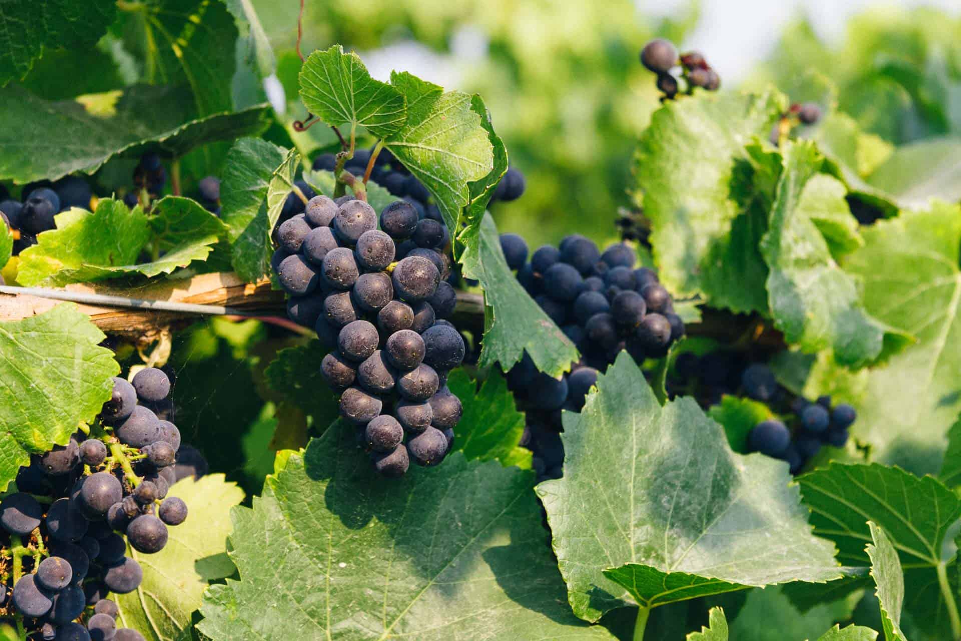 ripe grapes on the vine