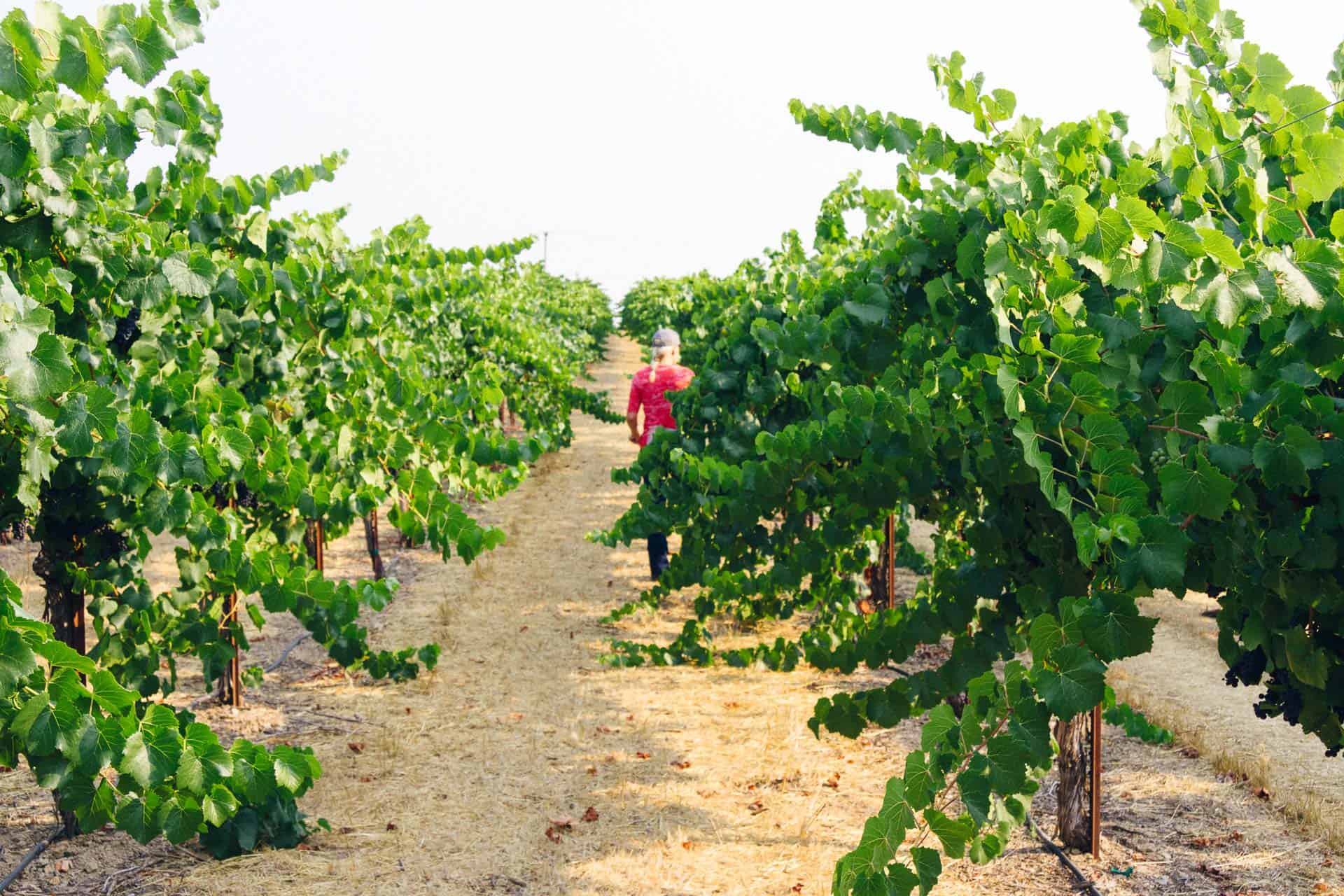 jaclynn in the vineyard