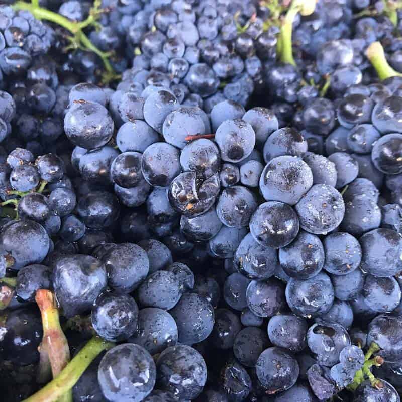 Bacigalupi fruit