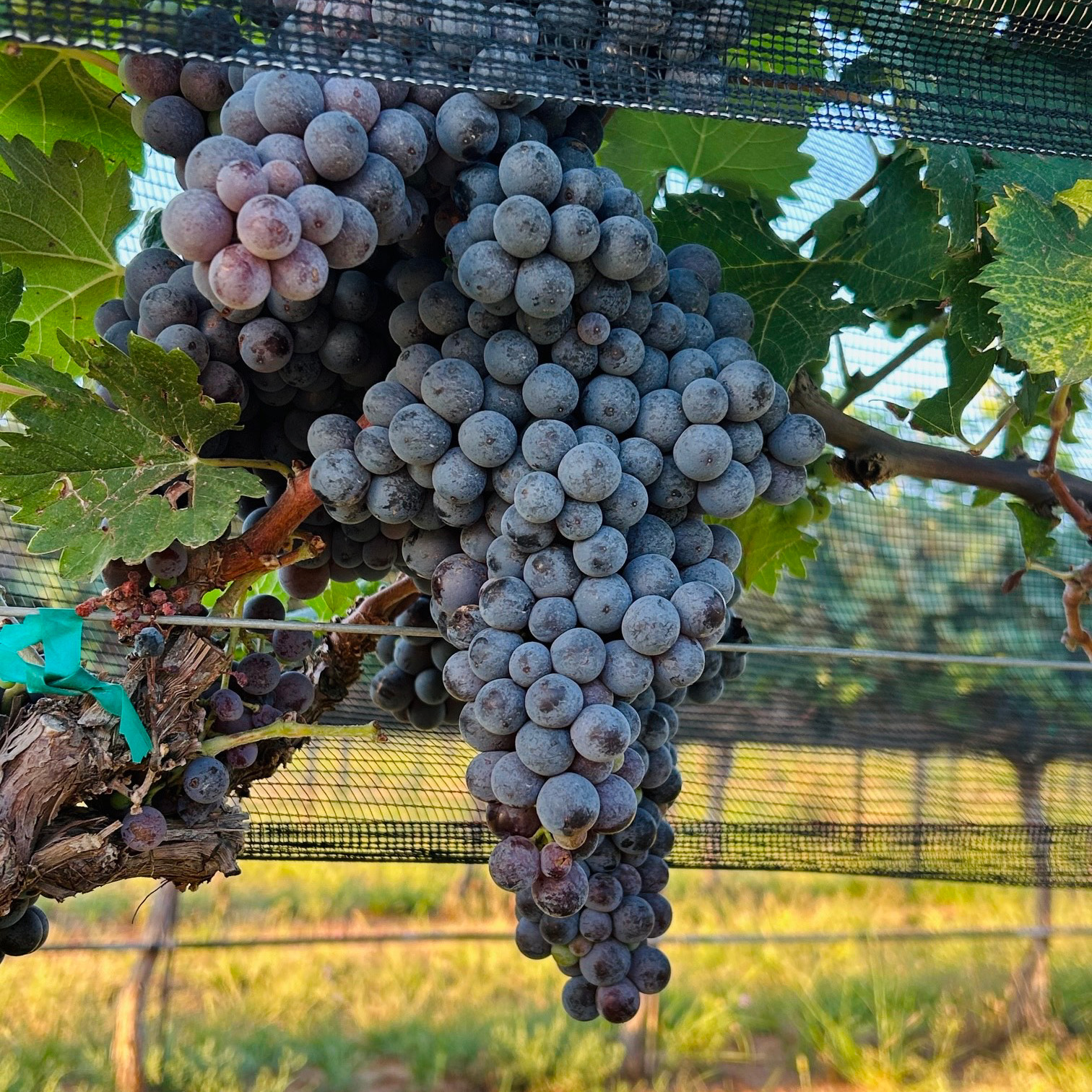 desertwillow_vineyard