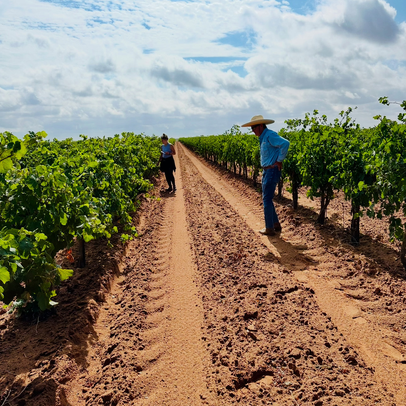 _vineyard