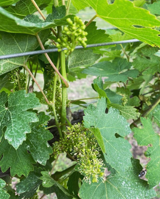 Happy vines here in the Tx Hill Country! 

#driftwoodestatewinery #txhillcountry #texashillcountry #txhillcountrywine #texasagriculture #vineyards #vines #flowering #womeninwine #harvest2022 #vintage2022 #wine #vino #cheers