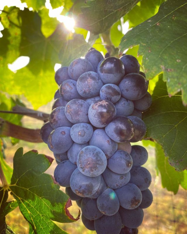 Well this is a first for me… vineyard sampling the 1st of July! Wow! Getting close on a few varieties and still going through veraison on our later ripening fruit. Overall looking good. Great way to start the morning and the first day of July! 

#driftwoodestatewinery #txhillcountry #txhillcountrywine #txhillcountrywineries #chardonnay #syrah #sangiovese #cheninblanc #texashillcountryava #wine #vineyard #grapes #vino #texaswine #deepintheheart #jaclynnreneewines #cheers #txhcwine #txwine