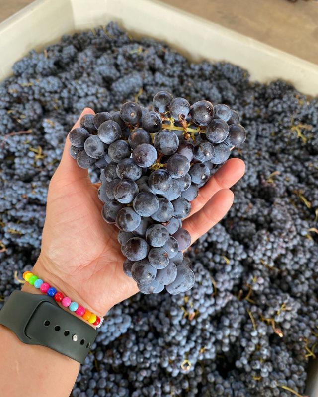 A few pics from Harvest 2022 in the TX Hill Country… 🍇🤠

#txhcwine #jaclynnreneewines #driftwoodestatewinery #texashillcountrywine #texashillcountry #wine #winery #grapes #harvest2022 #womeninwine #cheers