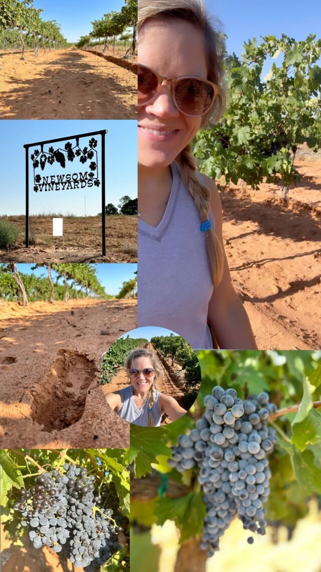 Visiting Vineyards in the Tx High Plains- I always love getting back out to West Texas! That red dirt y’all! Checking out @newsomvineyards for @driftwoodestatewinery - one of my Fav Vineyards in TX…. and all of our reds are coming along nicely! 🍇✨ #cheers #harvest2023 #newsomvineyards #driftwoodestatewinery #jaclynnreneewines #westtexas #reddirt #reddirtroad #texaswine #txwine #txgrapes #wine #vino #supportsmallbusiness #texas